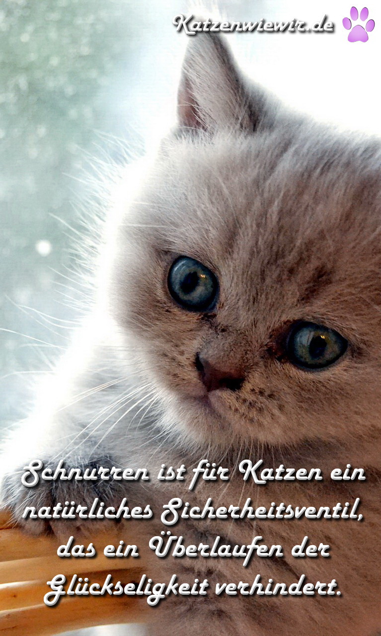 Amazon De Kuhlschrankmagnet Katze Lustig Mit Katzen Spruch